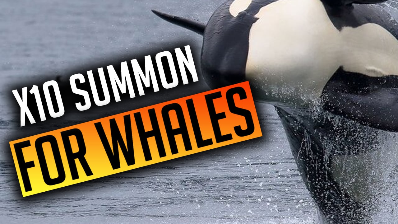 x10_summon_for_whales